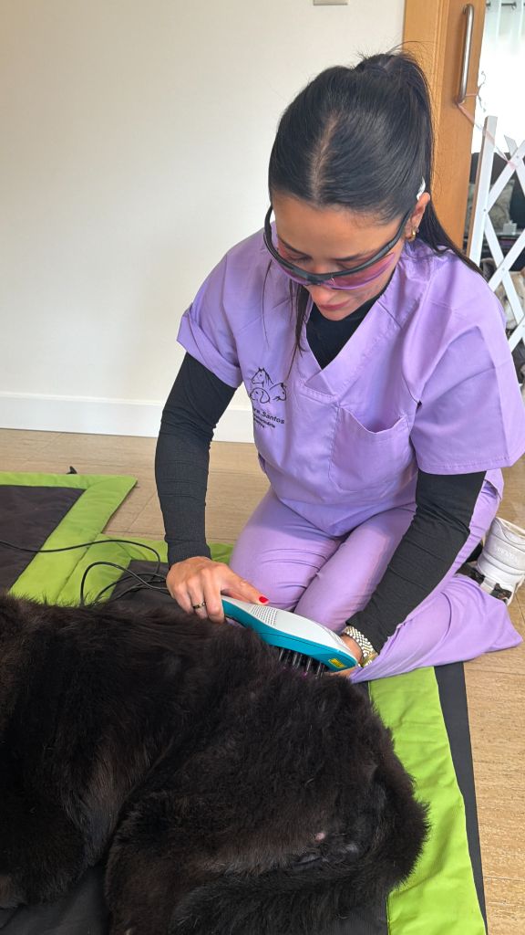 Dra. Sara Santos — Médica Veterinária Integrativa